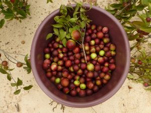 Anapur contains camu camu