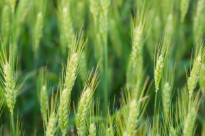 Anapur contains wheatgrass