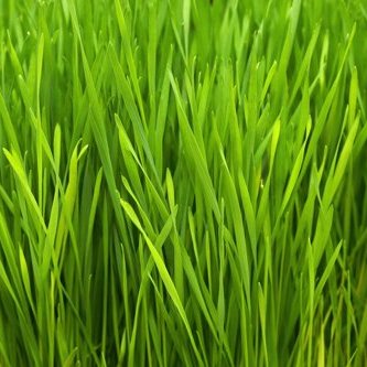 anapur contains wheatgrass
