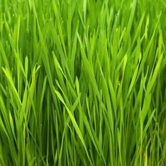 anapur contains wheatgrass