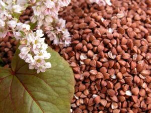 Buckwheat in AnaPur